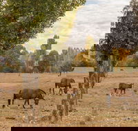 Lemington - Gold Coast Attractions