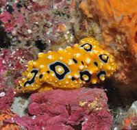 Magic Mountain Dive Site - Gold Coast Attractions