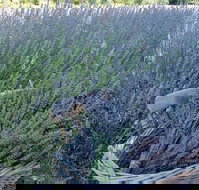 Melton - Gold Coast Attractions