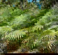 Mungo Rainforest Walk - Gold Coast Attractions