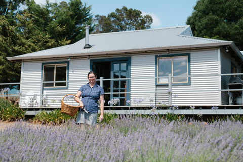 Nannup Lavender Farm - Gold Coast Attractions 1