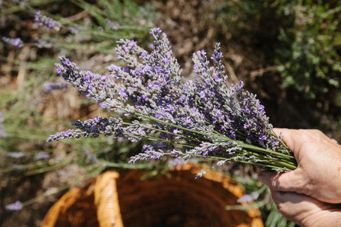 Nannup Lavender Farm - Gold Coast Attractions 2