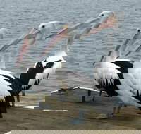 Pelican Feeding - Gold Coast Attractions