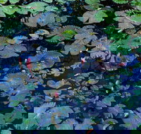 Pine Creek Water Gardens - Gold Coast Attractions