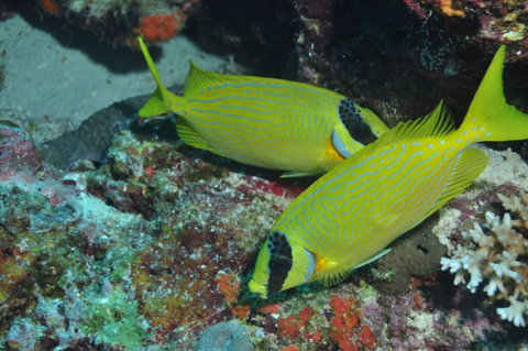 Snake Pit Dive Site - Gold Coast Attractions 2