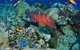 Steve's Bommie Dive Site - thumb 0