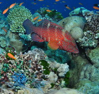 Steve's Bommie Dive Site - Gold Coast Attractions