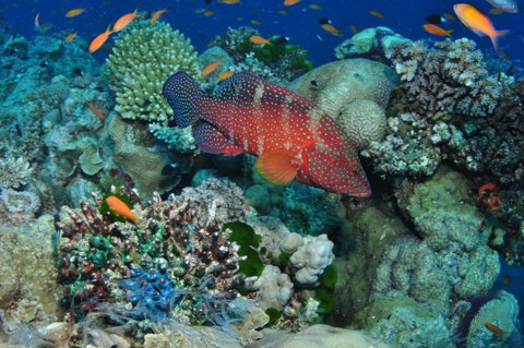 Steve's Bommie Dive Site - Gold Coast Attractions 0