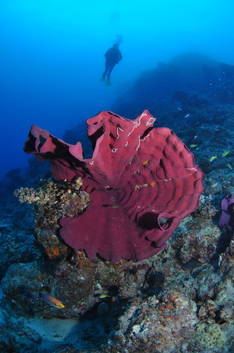 Steve's Bommie Dive Site - Gold Coast Attractions 1