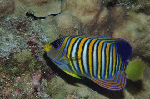 Steve's Bommie Dive Site - Gold Coast Attractions 2