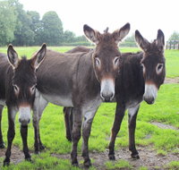 The Good Samaritan Donkey Sanctuary - Gold Coast Attractions