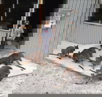 The Patriarch Wildlife Sanctuary - Gold Coast Attractions