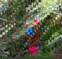 TreeTop Challenge - Sunshine Coast - Gold Coast Attractions