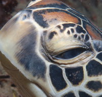 Turtle Bommie - Gold Coast Attractions