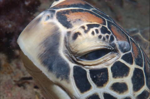 Turtle Bommie - Gold Coast Attractions 0
