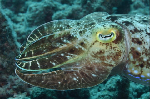 Turtle Bommie - Gold Coast Attractions 1