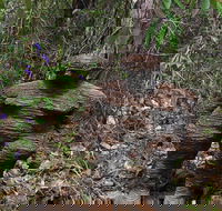 Understory Art In Nature - Gold Coast Attractions