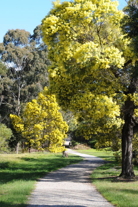 Wattle Park - Gold Coast Attractions 0