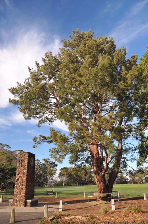 Wattle Park - Gold Coast Attractions 2