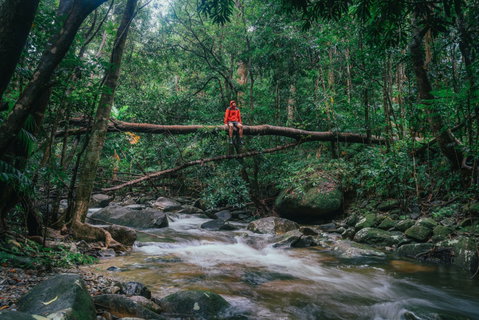 Wet Tropics Rainforest - Gold Coast Attractions 1