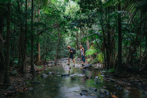 Wet Tropics Rainforest - Gold Coast Attractions 2