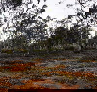 Woylie Walk Dryandra Woodland - Gold Coast Attractions