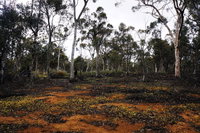 Woylie Walk Dryandra Woodland