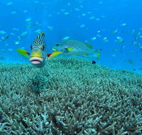 Wreck Bay Dive Site - Gold Coast Attractions