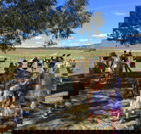 Alpaca Magic Stud - Gold Coast Attractions