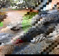 Alpaca Farm Experience at Crookwell - Gold Coast Attractions