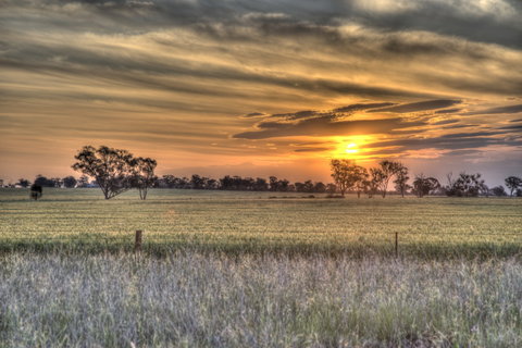 Ardlethan - Gold Coast Attractions 2