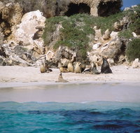 Australian Sea Lions - Gold Coast Attractions