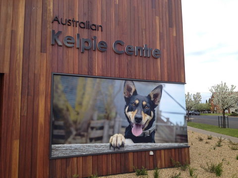 Australian Kelpie Centre - Gold Coast Attractions 0