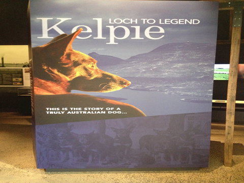 Australian Kelpie Centre - Gold Coast Attractions 1