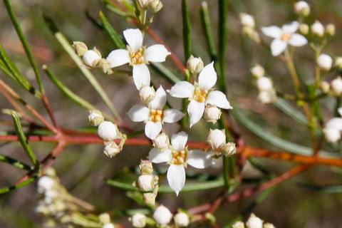 Banksia Track, Burrum Coast National Park - Gold Coast Attractions 2