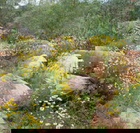 Ben Hall's Cave Walking Track - Gold Coast Attractions