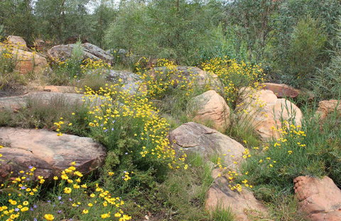 Ben Hall's Cave Walking Track - Gold Coast Attractions 0