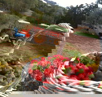 Blue Hills Berries and Cherries - Gold Coast Attractions