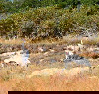 Cape Keraudren Nature Reserve - Gold Coast Attractions