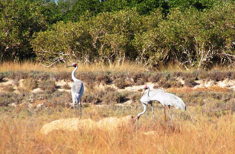 Cape Keraudren Nature Reserve - Gold Coast Attractions 0