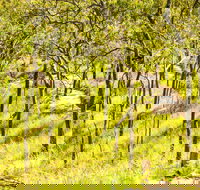 Davies Creek Mountain Bike Park - Gold Coast Attractions