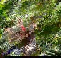 Depot Beach Rainforest Walk - Gold Coast Attractions