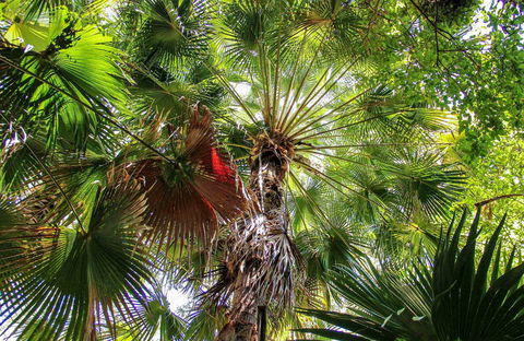 Depot Beach Rainforest Walk - Gold Coast Attractions 0