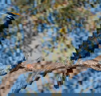 Greenough River Nature Trail - Gold Coast Attractions