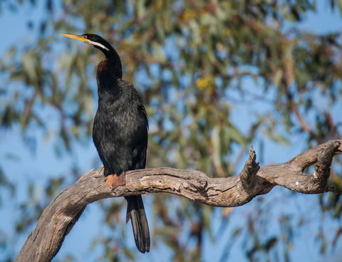 Greenough River Nature Trail - Gold Coast Attractions 0