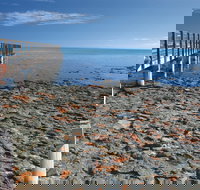 Hamelin Pool Stromatolites - Gold Coast Attractions