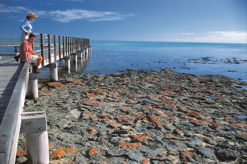 Hamelin Pool Stromatolites - Gold Coast Attractions 0
