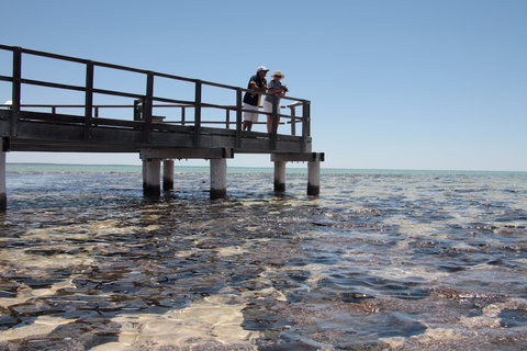 Hamelin Pool Stromatolites - Gold Coast Attractions 1