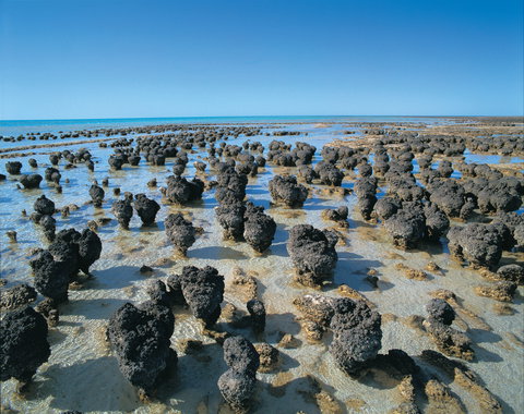 Hamelin Pool Stromatolites - Gold Coast Attractions 2
