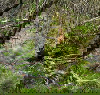 Hopetoun Falls Walking Track - Gold Coast Attractions